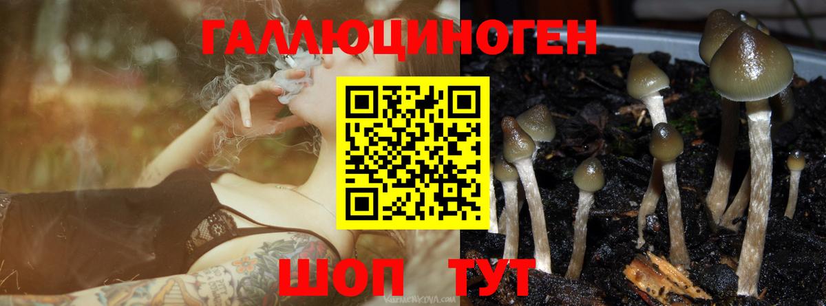 Вышний Волочёк  Псилоцибиновые грибы MAGIC MUSHROOMS  Вход с VPN 
